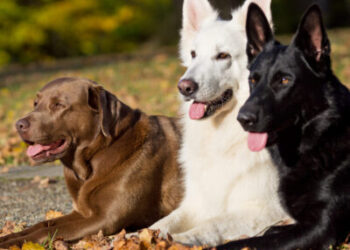 Do Dogs Who Bite People Have to Get Euthanized in Arizona?