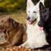 Do Dogs Who Bite People Have to Get Euthanized in Arizona?