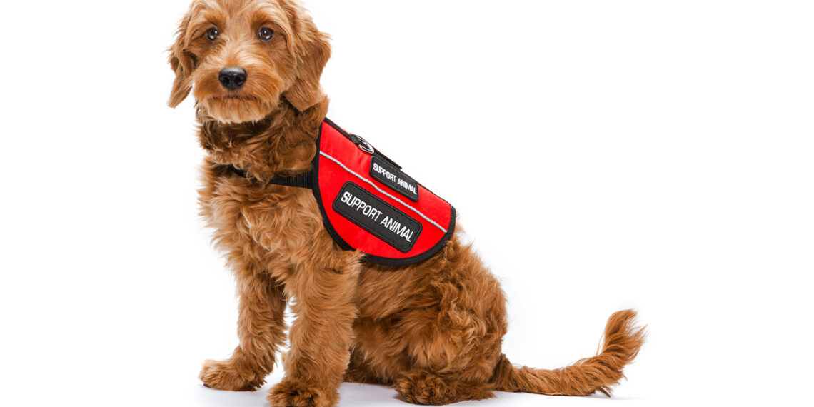Roanoke law enforcement chaplaincy acquires service dog to provide emotional support
