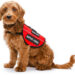 Roanoke law enforcement chaplaincy acquires service dog to provide emotional support