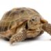 turtle2