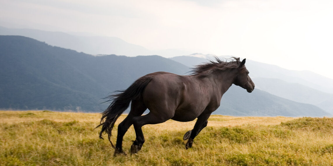 Wyoming wild mustang horse experiences new life in NYPD mounted unit