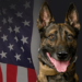 LASD K9 killed during shootout that left suspect dead – Law Officer