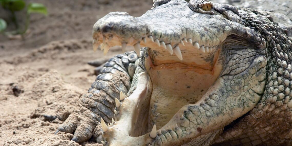 Detroit police encounter family of alligators while serving eviction notice