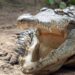 Detroit police encounter family of alligators while serving eviction notice