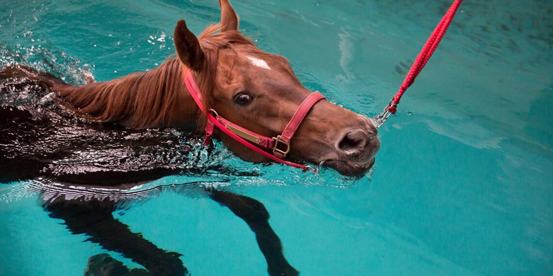 No horseplay: Virginia deputies rescue draft horse trapped in swimming pool