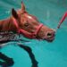 No horseplay: Virginia deputies rescue draft horse trapped in swimming pool