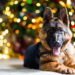 “Let it flow”: Maine K-9 pees on Christmas tree at airport