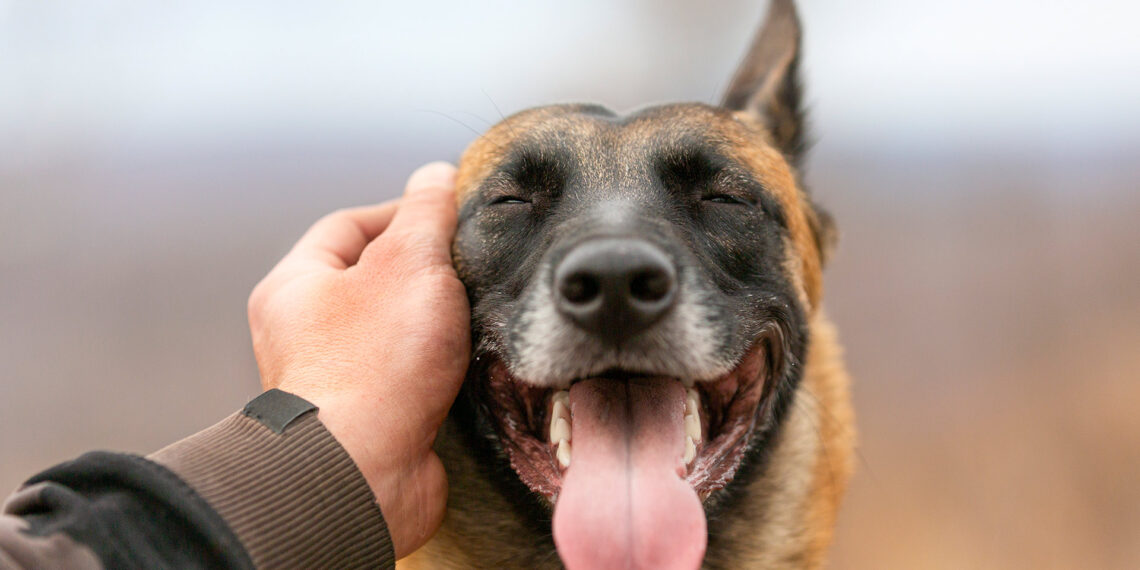 South Carolina K-9 reunites with handler after running away during training exercise
