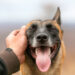 South Carolina K-9 reunites with handler after running away during training exercise