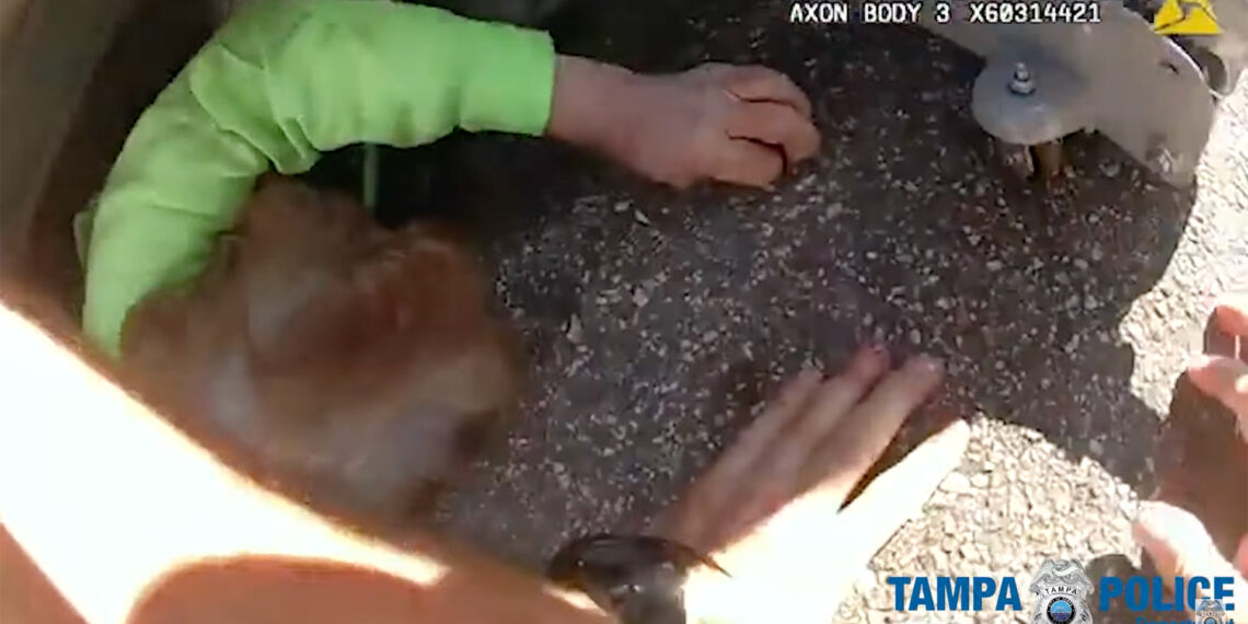 Tampa police officer rescues elderly woman and toddler pinned under car