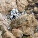 A Tesla vehicle plunged off a Northern California cliff along the Pacific Coast Highway on Monday near an area known as Devil's Slide.