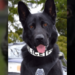 K9 Hobbs retires after nearly 10 years of service with 166 apprehensions to his credit – Law Officer