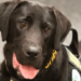 ‘Porn-sniffing’ K9 URL dies at the age of 7 – Law Officer