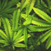 Thousands of children are being rushed to the hospital after eating marijuana ‘treats’ – Law Officer