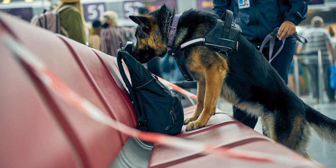 Dogs in demand - American Police Beat Magazine