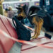 Dogs in demand - American Police Beat Magazine