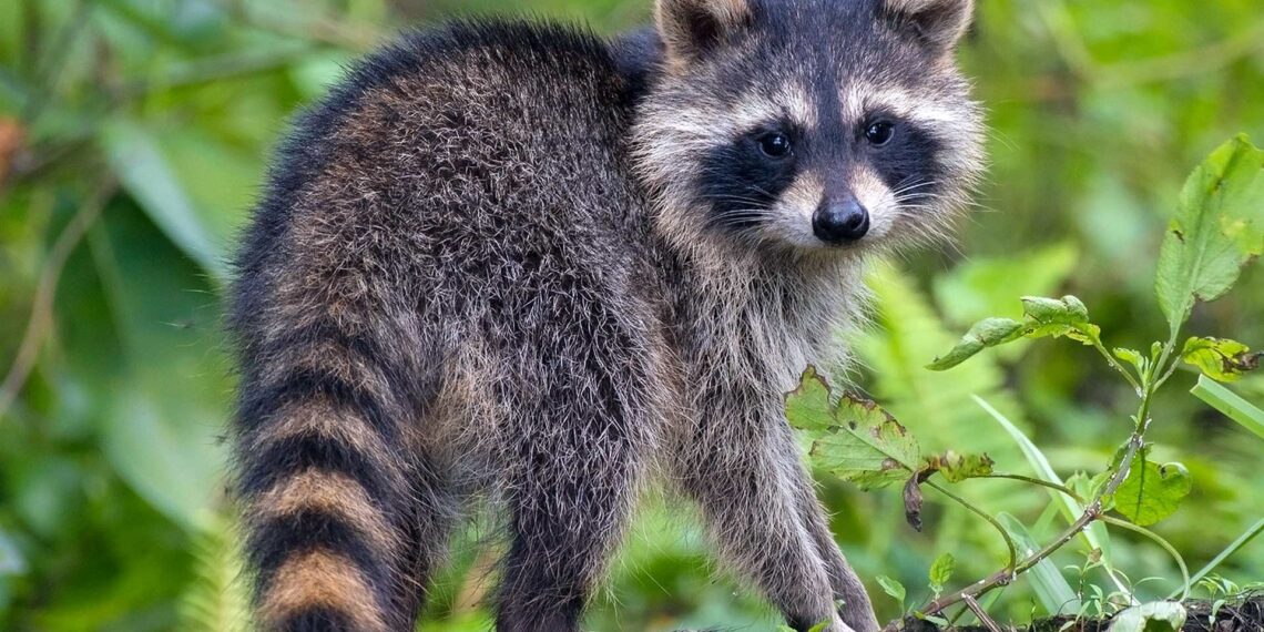 North Dakota woman gets year of probation for bringing a wild raccoon into a bar