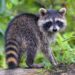 North Dakota woman gets year of probation for bringing a wild raccoon into a bar