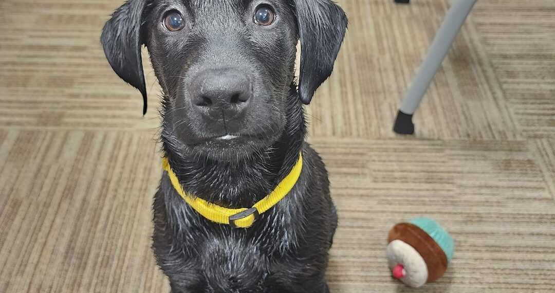 Savannah Police Add Therapy Dog to Behavioral Health Unit – Law Officer