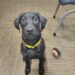 Savannah Police Add Therapy Dog to Behavioral Health Unit – Law Officer
