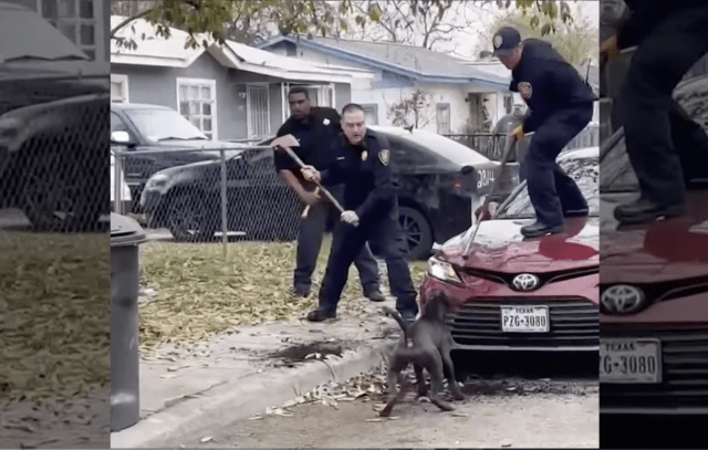 Firefighters attacked by vicious dogs that killed 80-year-old man, critically injured 74-year-old woman – Law Officer