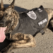 K9 Ranger
