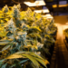 Ilhan Omar’s current husband linked to South Dakota weed lawsuit – Law Officer