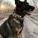 K9 Duke, San Joaquin County Sheriff's Office, California
