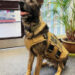 K9 Graffit, Jefferson County Sheriff's Office, Colorado