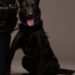 K9 Champ, Kansas City Police Department, Missouri