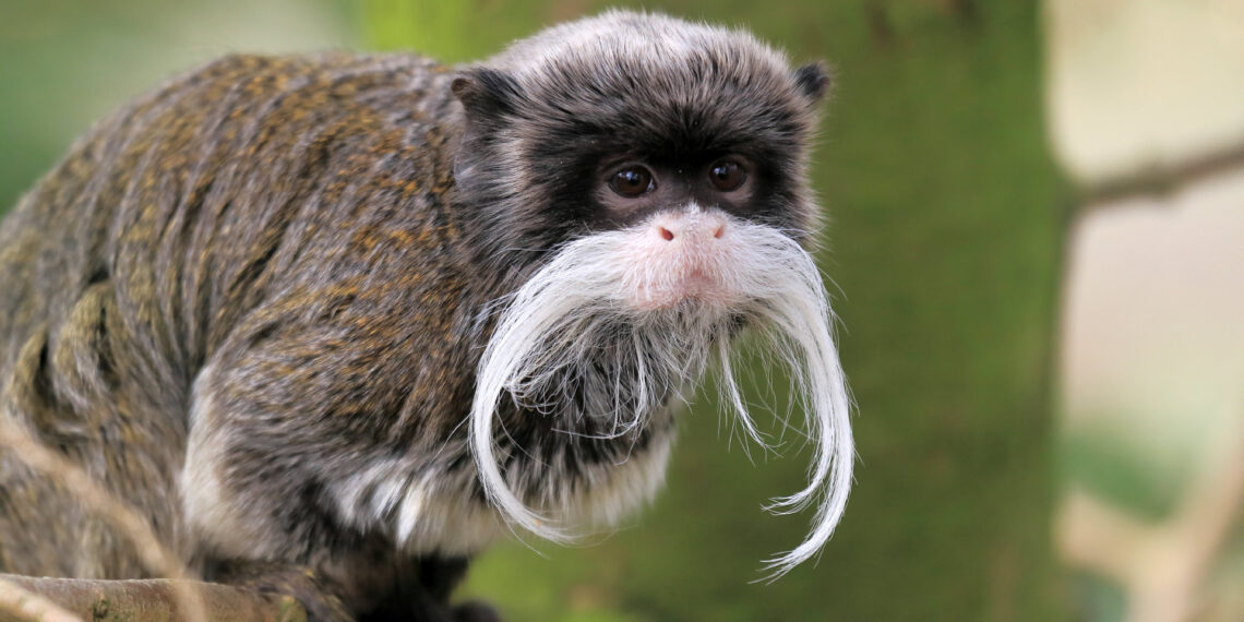 24-year-old “animal lover” who stole monkeys from Dallas Zoo caught