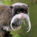 24-year-old “animal lover” who stole monkeys from Dallas Zoo caught