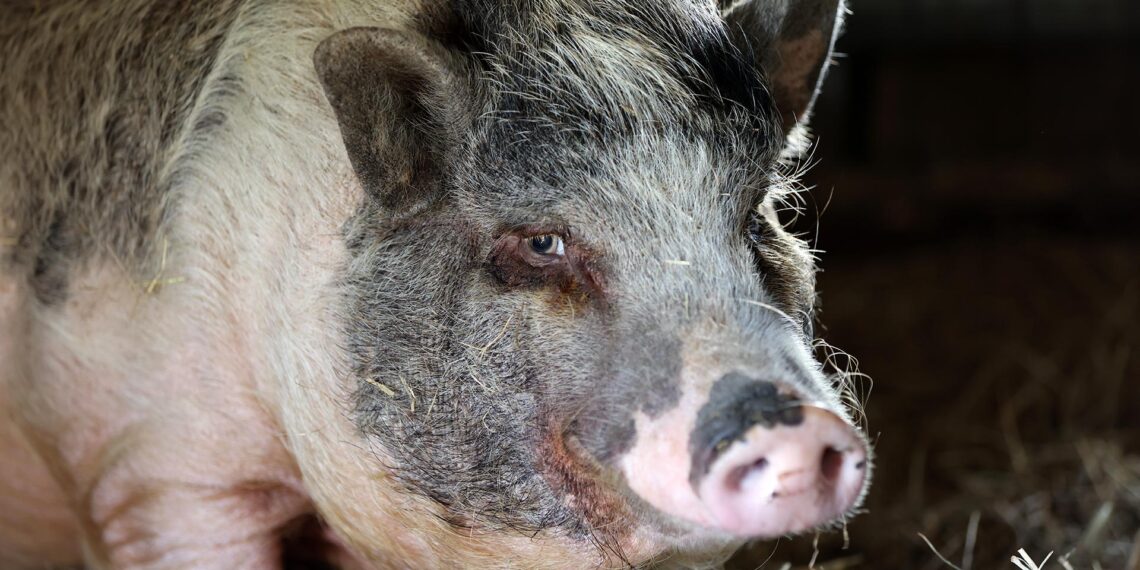 Pig crosses path with law enforcement in Virginia