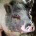 Pig crosses path with law enforcement in Virginia