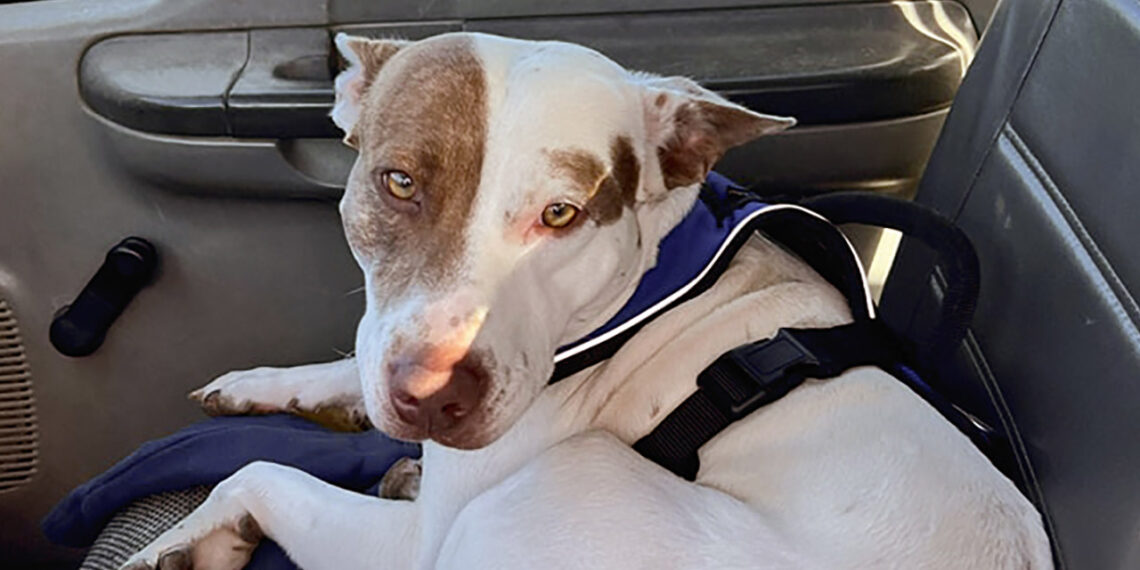 Texas police find cute dog behind the wheel in reckless driving incident at Walmart