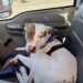 Texas police find cute dog behind the wheel in reckless driving incident at Walmart