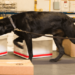 Idaho Supreme Court rules narcotic detecting K9 ‘trespassed’ when placing paws on vehicle door – Law Officer