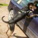 Idaho Supreme Court vacates drug conviction, says K-9 'intermeddled' when jumping up on car door