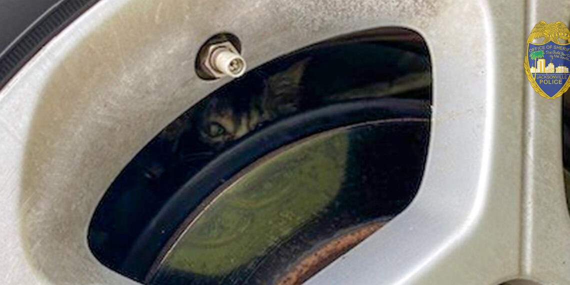 “Above and beyond the call of duty”: Florida police officer praised for rescuing kitten trapped in car’s wheel well