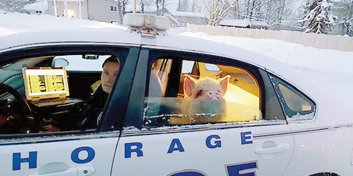 Alaska police rescue “Elvis Pigsley” from the cold