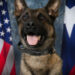 K9 Lenin, Baytown Police Department, Texas