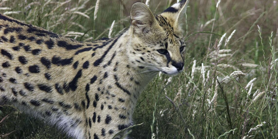 Cincinnati police work with animal rescuers to capture exotic cat stuck in tree with cocaine found in its system