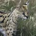 Cincinnati police work with animal rescuers to capture exotic cat stuck in tree with cocaine found in its system