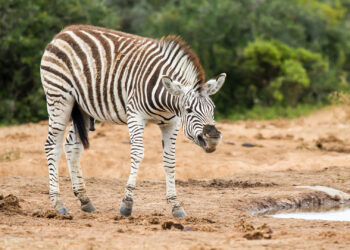 Ohio police rescue man from brutal zebra attack