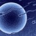 sperm egg IVF in vitro fertilization