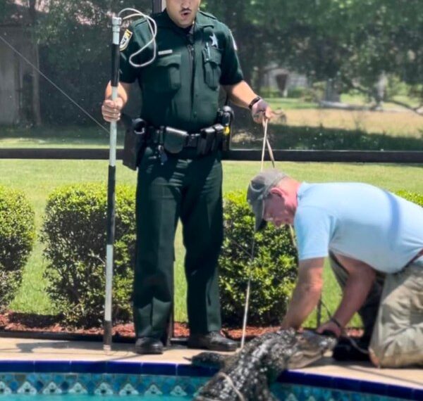 Fla. deputy's reaction to alligator captured in pool has people talking