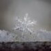 Snowflake on a branch