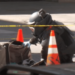 Dealing With Explosives – Law Officer