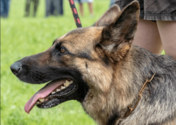 The National Police Association Asks Colorado Legislature to Increase Protections for Service and Police Animals – Law Officer